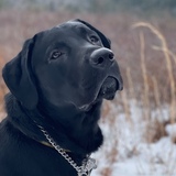 Entry image for Frank