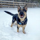Entry image for Otis