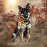 Entry image for Dandy