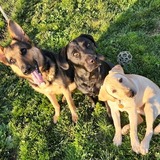 Entry image for Vienna, Verity, and Darcy