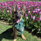 Entry image for Scout