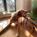 Entry image for Dempsey and Zander