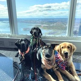 Entry image for Rainy, Nessa, Duncan, and Missy