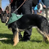 Entry image for Champ