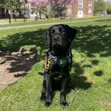Entry image for Otto