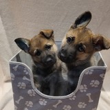 Entry image for Nina and Nova