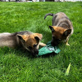 Entry image for Nina and Nova