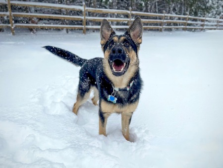 Entry image for Otis. Clicking this image will show a larger photo