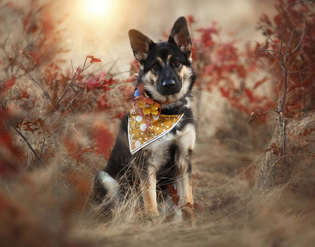Entry image for Dandy. Clicking this image will show a larger photo
