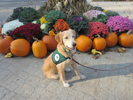 Entry image for Fawn. Clicking this image will show a larger photo