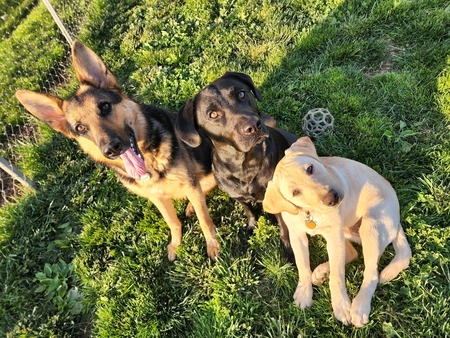 Entry image for Vienna, Verity, and Darcy. Clicking this image will show a larger photo