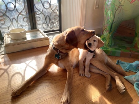 Entry image for Dempsey and Zander. Clicking this image will show a larger photo