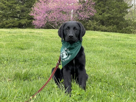 Entry image for Iggy. Clicking this image will show a larger photo