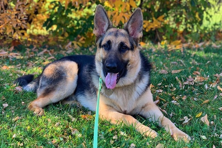 Entry image for Paws. Clicking this image will show a larger photo