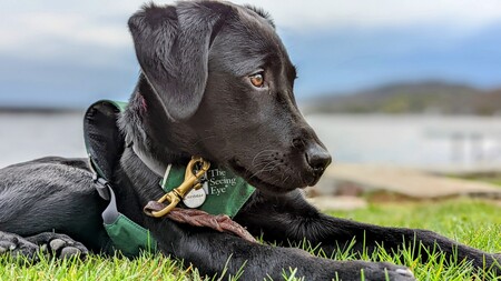 Entry image for Queenie. Clicking this image will show a larger photo