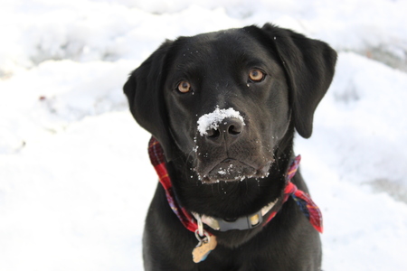 Entry image for Ruby. Clicking this image will show a larger photo