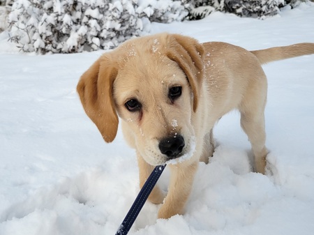 Entry image for Augie. Clicking this image will show a larger photo