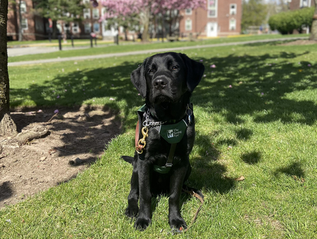 Entry image for Otto. Clicking this image will show a larger photo