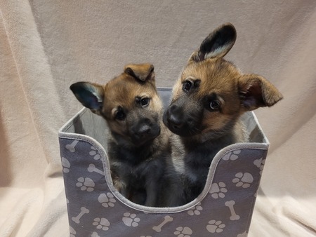 Entry image for Nina and Nova. Clicking this image will show a larger photo