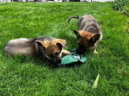 Entry image for Nina and Nova. Clicking this image will show a larger photo