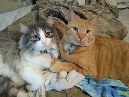 Felix and P.J.