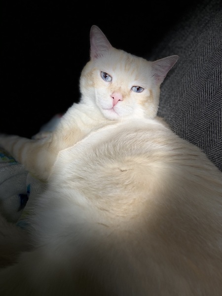 Loki