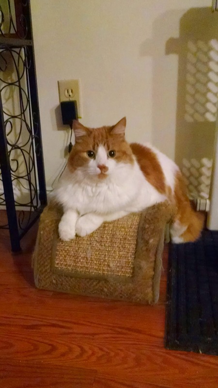 Julius