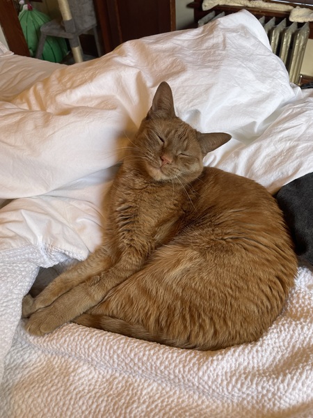 Ginger