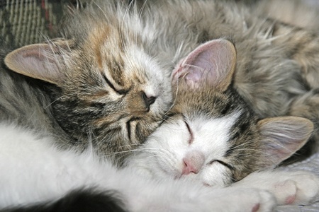 Annie and Harley