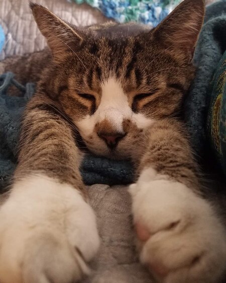 Fonzie 