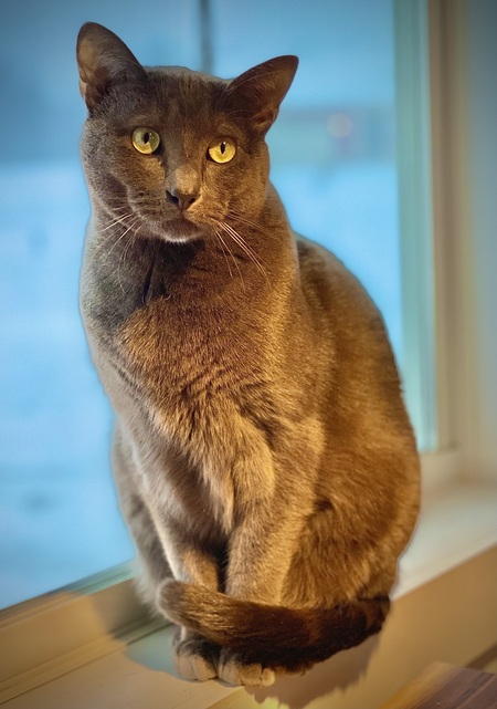 Owen
