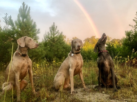 Lilly, Henry, Emma  (left to right)