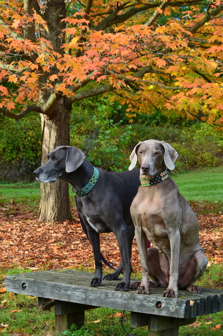 Daisy and Bella