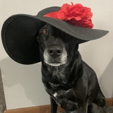 Entry image for Molly