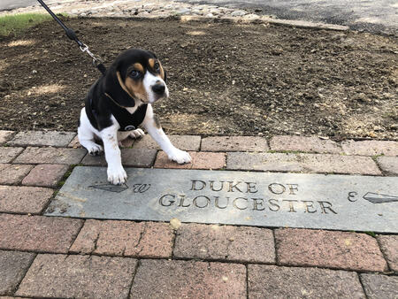 Duke