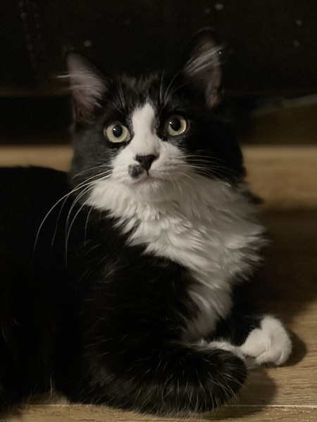 Kitler