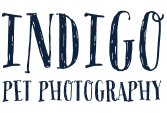 Indigo Pet Photography