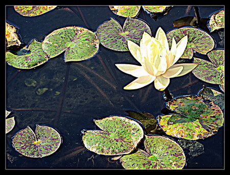 Lily Pad