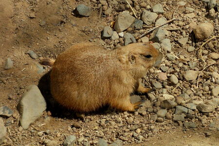 Prairie Dog