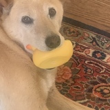 Entry image for Buddy