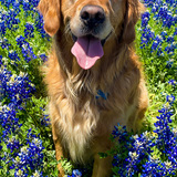 Entry image for Ollie 