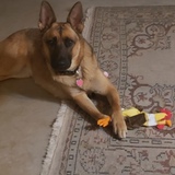 Entry image for Annie 