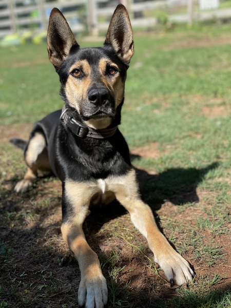 Entry image for Milo. Clicking this image will show a larger photo