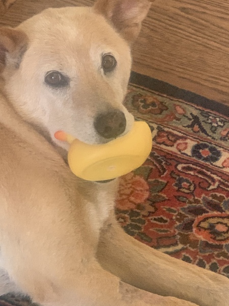 Entry image for Buddy. Clicking this image will show a larger photo