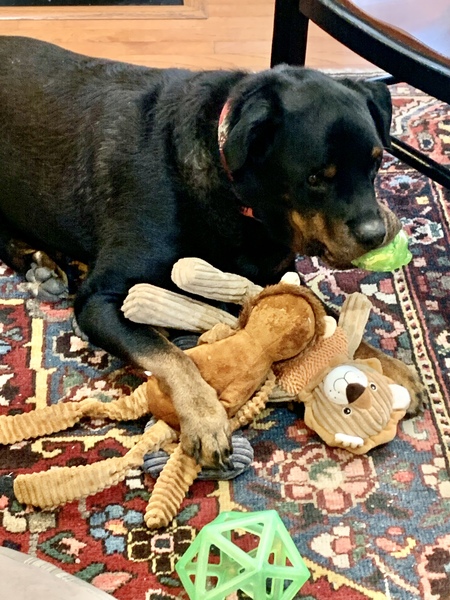Entry image for Dexter. Clicking this image will show a larger photo