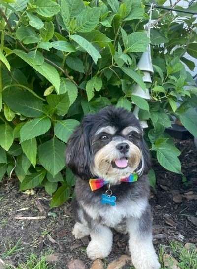 Entry image for Franklin. Clicking this image will show a larger photo