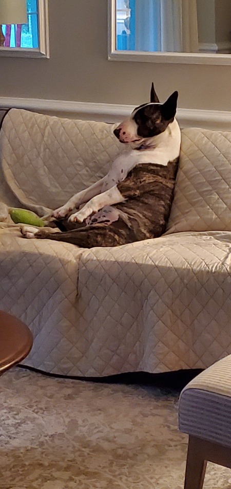 Entry image for Dexter. Clicking this image will show a larger photo