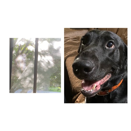 Entry image for Bosque. Clicking this image will show a larger photo