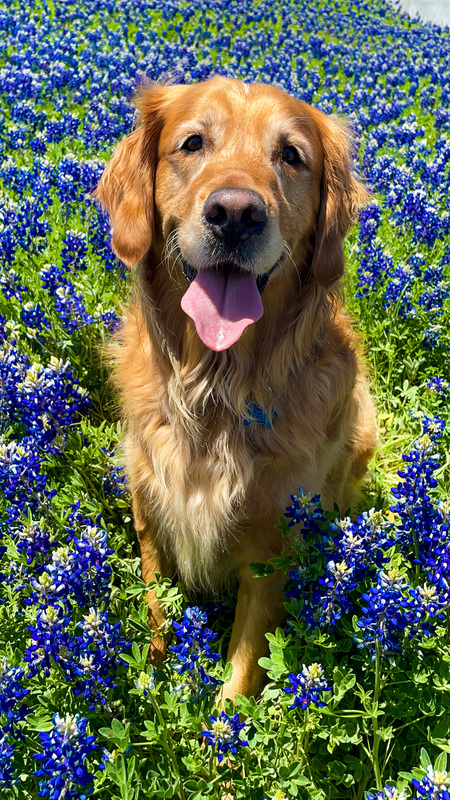 Entry image for Ollie . Clicking this image will show a larger photo
