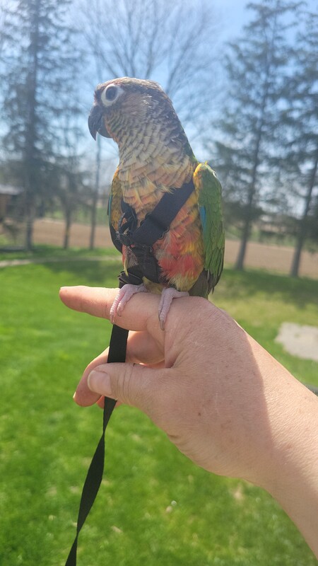 Maya - Conure parrot